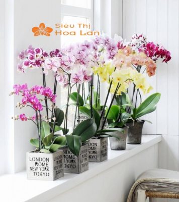 Hướng Dẫn Cắm Lan Hồ Điệp Trang Trí Phòng Khách Tinh Tế Và Sang Trọng Cắm hoa lan hồ điệp ngẫu hứng