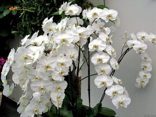 Cách Giúp Cây Lan Hồ Điệp Qua Đêm Tươi Lâu Siêu Đơn Giản Và Hiệu Quả Cây lan hồ điệp đượcchăm sóc đúng cách