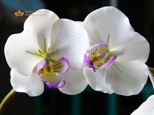 Cách Giúp Cây Lan Hồ Điệp Qua Đêm Tươi Lâu Siêu Đơn Giản Và Hiệu Quả Cây lan qua đêm thoáng mát