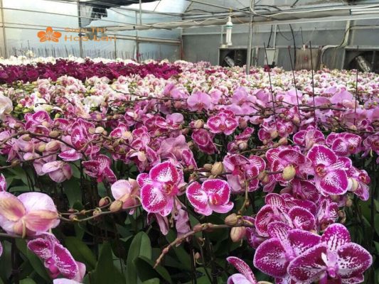Cách Giúp Cây Lan Hồ Điệp Qua Đêm Tươi Lâu Siêu Đơn Giản Và Hiệu Quả Cây lan với độ ẩm phù hợp