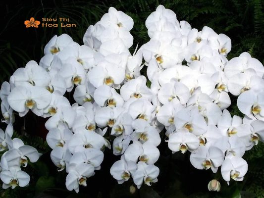 Các Mẫu Cây Hoa Lan Trắng Sang Trọng, Ý Nghĩa Và Cách Chăm Sóc Tại Nhà nguồn gốc cây hoa lan trắng