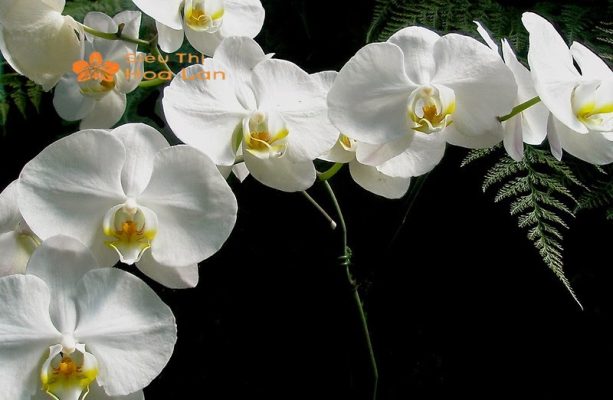 Các Mẫu Cây Hoa Lan Trắng Sang Trọng, Ý Nghĩa Và Cách Chăm Sóc Tại Nhà cây hoa lan trắng lưỡi vàng
