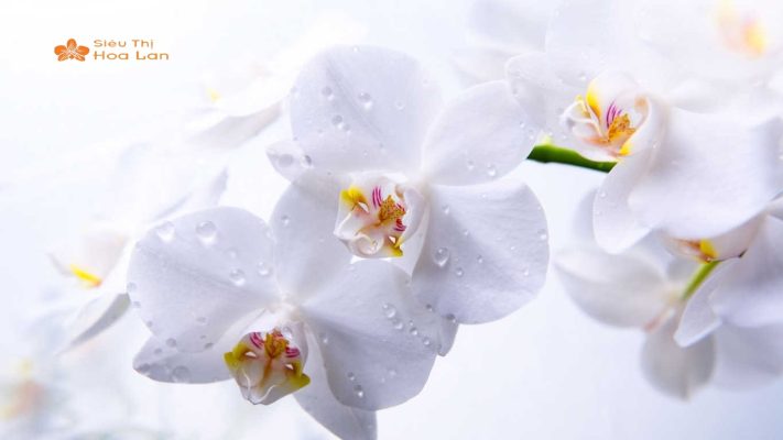 Các Mẫu Cây Hoa Lan Trắng Sang Trọng, Ý Nghĩa Và Cách Chăm Sóc Tại Nhà giữ cây hoa lan trắng tươi
