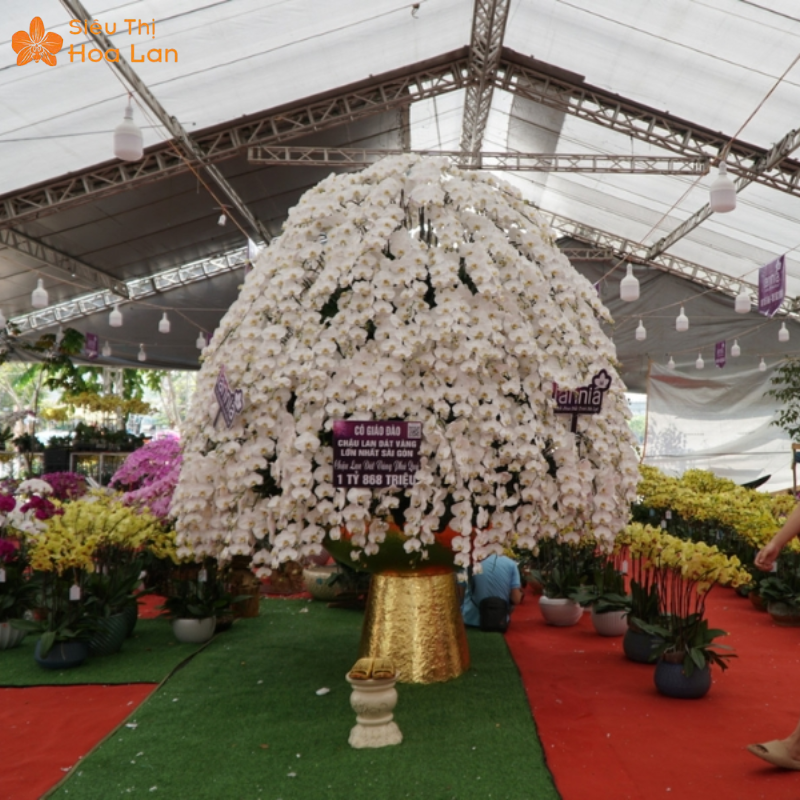 Những Chậu Lan Hồ Điệp Lớn Nhất Việt Nam Đính Kim Cương Gây Xôn Xao hoa lan hồ điệp khổng lồ HCM