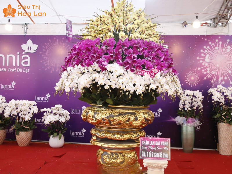 Những Chậu Lan Hồ Điệp Lớn Nhất Việt Nam Đính Kim Cương Gây Xôn Xao lan hồ điệp dát vàng Bắc Giang