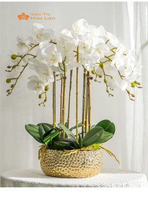 Hướng Dẫn Cắm Lan Hồ Điệp Trang Trí Phòng Khách Tinh Tế Và Sang Trọng Chậu dùng để cắm hoa lan hồ điệp đẹp