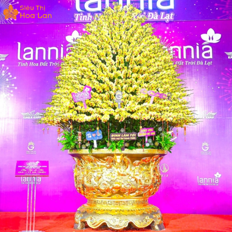 Những Chậu Lan Hồ Điệp Lớn Nhất Việt Nam Đính Kim Cương Gây Xôn Xao Chậu hoa hồ điệp dát vàng