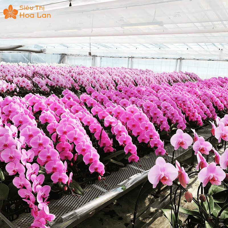 Cách Uốn Cây Lan Hồ Điệp Uốn Đẹp, Đúng Kỹ Thuật Cho Người Mới Tại Nhà Cây lan hồ điệp uốn rực rỡ