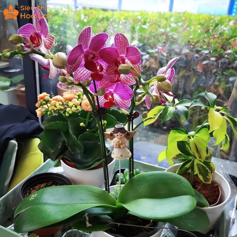 Công Dụng Của Cây Lan Hồ Điệp Với Sức Khỏe Và Ý Nghĩa Phong Thủy Lưu ý khi sử dụng hoa lan hồ điệp