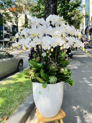 Ánh Sáng Cho Lan Hồ Điệp Thích Hợp Và Hướng Dẫn Chăm Sóc Đúng Cách hoa hồ điệp nhận ánh sáng tự nhiên
