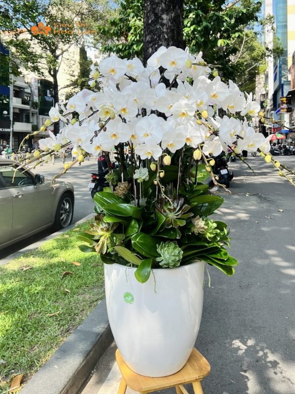 Ánh Sáng Cho Lan Hồ Điệp Thích Hợp Và Hướng Dẫn Chăm Sóc Đúng Cách hoa hồ điệp nhận ánh sáng tự nhiên