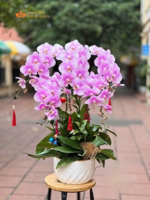 Ánh Sáng Cho Lan Hồ Điệp Thích Hợp Và Hướng Dẫn Chăm Sóc Đúng Cách nhiệt độ thích hợp cho hoa hồ điệp