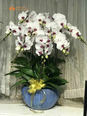 Ánh Sáng Cho Lan Hồ Điệp Thích Hợp Và Hướng Dẫn Chăm Sóc Đúng Cách hoa hồ điệp dưới ánh nắng nhẹ