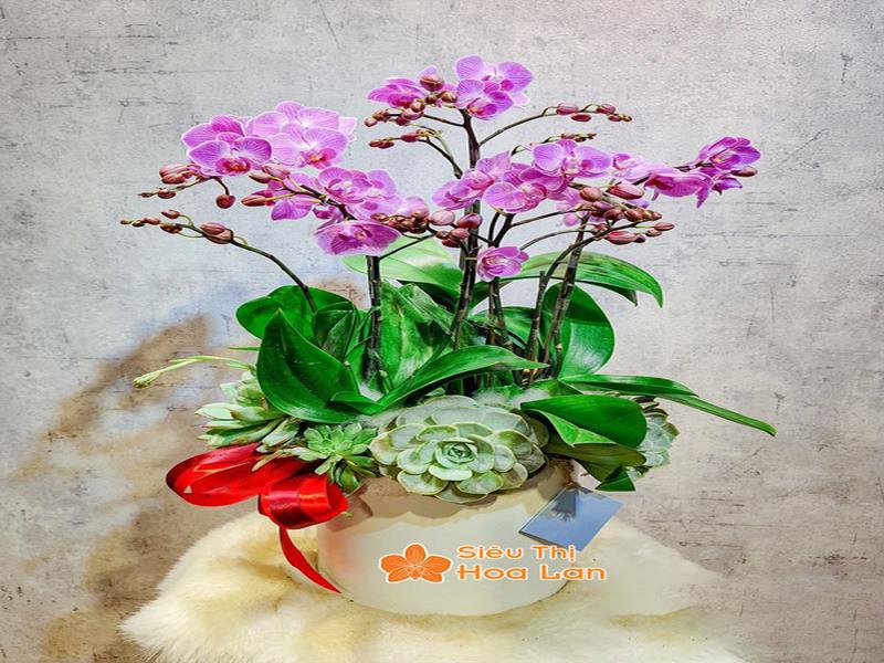 Phân Loại Các Loại Lan Hồ Điệp Phổ Biến Và Cách Chăm Sóc Cây Tươi Tốt Lan hồ điệp hồng lãng mạn