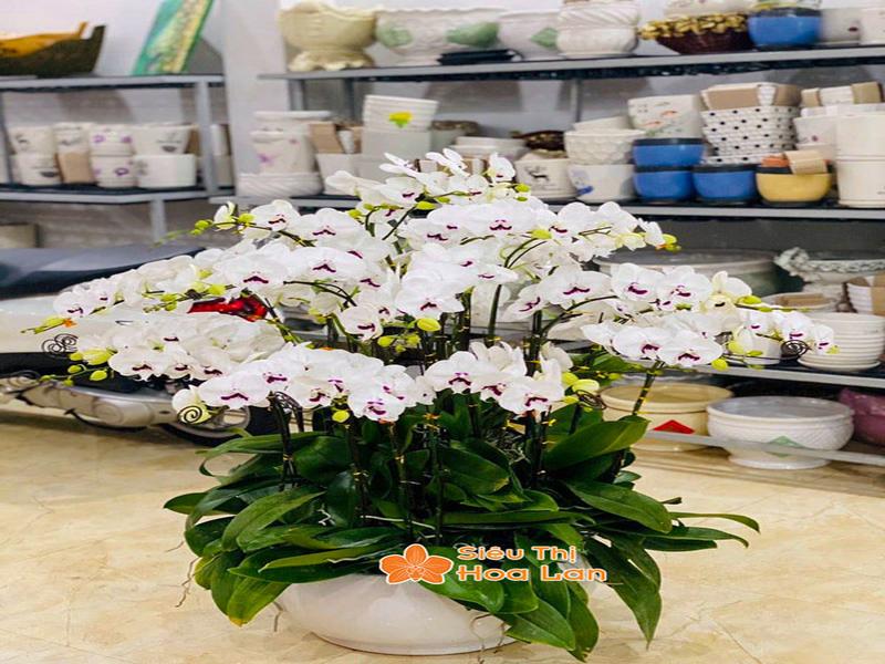 Phân Loại Các Loại Lan Hồ Điệp Phổ Biến Và Cách Chăm Sóc Cây Tươi Tốt Lan hồ điệp trắng tinh khiết