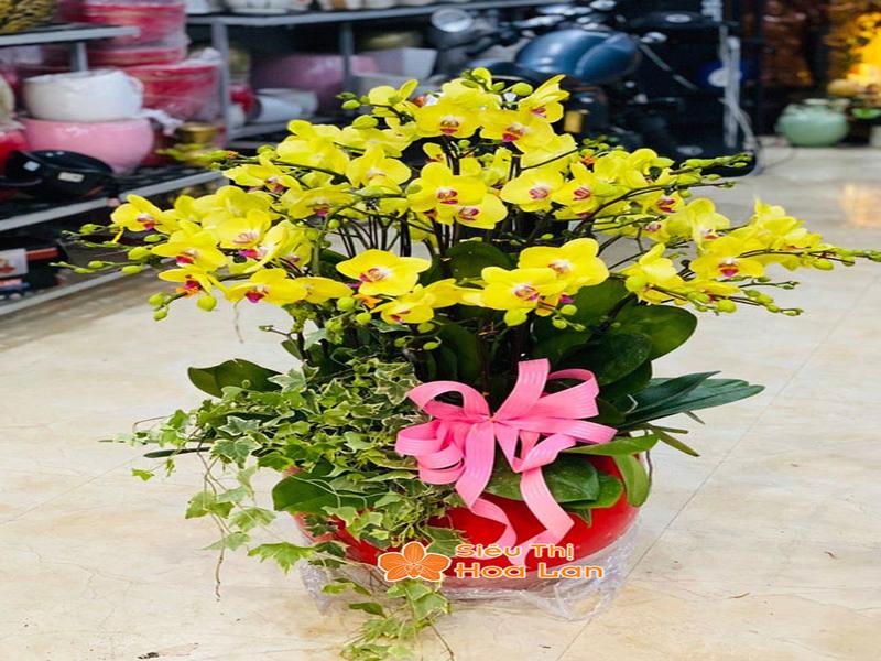 Phân Loại Các Loại Lan Hồ Điệp Phổ Biến Và Cách Chăm Sóc Cây Tươi Tốt Lan hồ điệp vàng tươi sáng