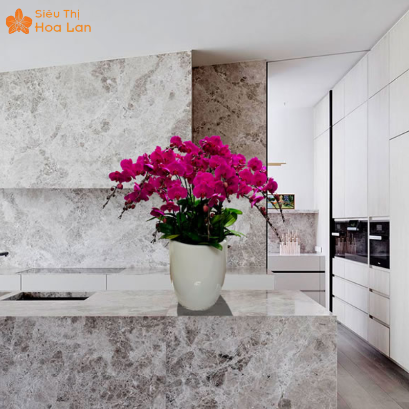 Công Dụng Của Cây Lan Hồ Điệp Với Sức Khỏe Và Ý Nghĩa Phong Thủy Công dụng của lan hồ điệp trong phong thủy