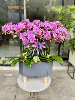 Ánh Sáng Cho Lan Hồ Điệp Thích Hợp Và Hướng Dẫn Chăm Sóc Đúng Cách Kiểm tra ánh sáng cho hoa lan