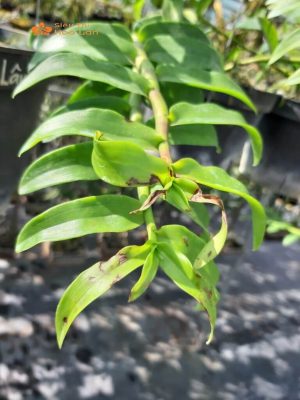 Ánh Sáng Cho Lan Hồ Điệp Thích Hợp Và Hướng Dẫn Chăm Sóc Đúng Cách hoa hồ điệp bị cháy lá