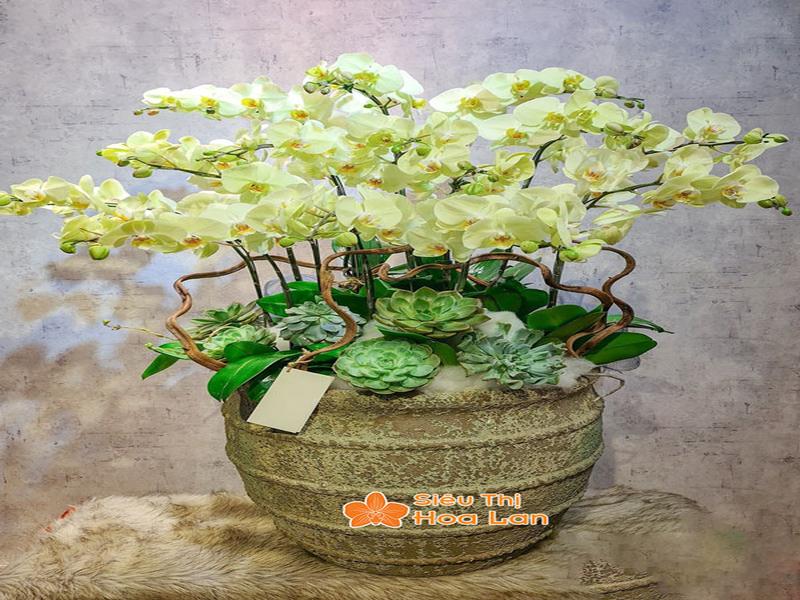 Phân Loại Các Loại Lan Hồ Điệp Phổ Biến Và Cách Chăm Sóc Cây Tươi Tốt Hoa lan hồ điệp phong thủy may mắn