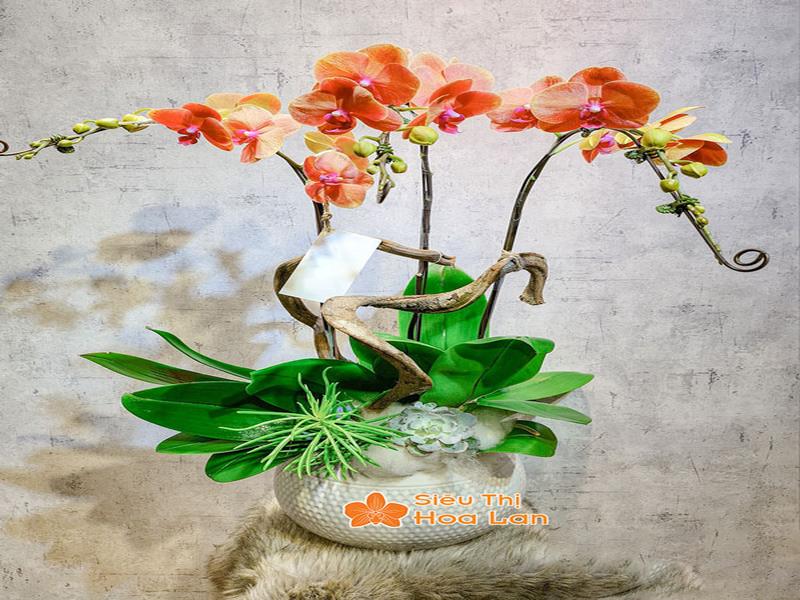 Phân Loại Các Loại Lan Hồ Điệp Phổ Biến Và Cách Chăm Sóc Cây Tươi Tốt Hoa lan hồ điệp thanh thoát, quyến rũ