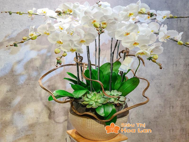 Phân Loại Các Loại Lan Hồ Điệp Phổ Biến Và Cách Chăm Sóc Cây Tươi Tốt Hoa lan hồ điệp lãng mạn, tinh tế