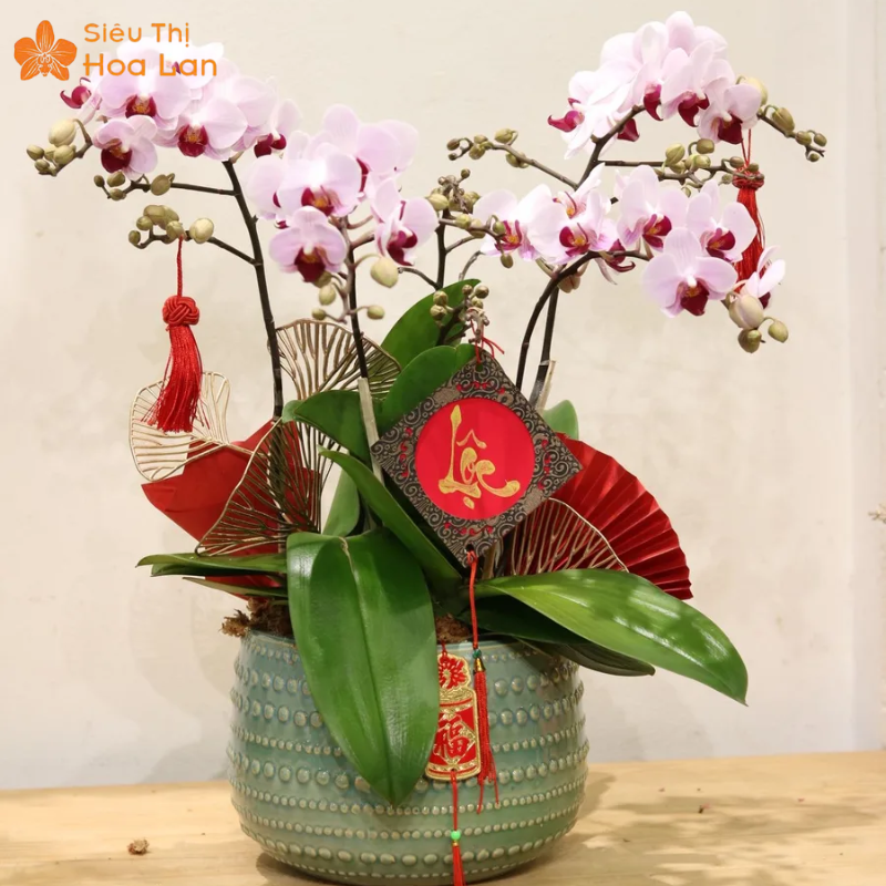 Công Dụng Của Cây Lan Hồ Điệp Với Sức Khỏe Và Ý Nghĩa Phong Thủy Công dụng của lan hồ điệp trong phong thủy