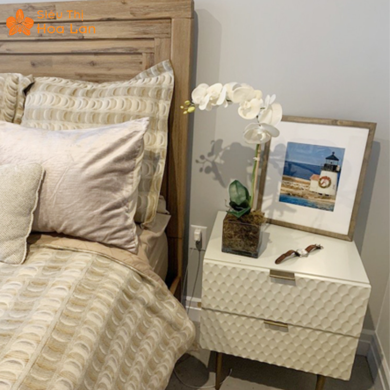 Công Dụng Của Cây Lan Hồ Điệp Với Sức Khỏe Và Ý Nghĩa Phong Thủy Công dụng của lan hồ điệp với giấc ngủ
