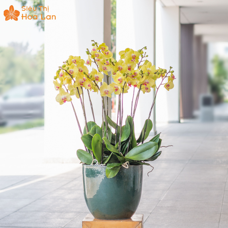 Công Dụng Của Cây Lan Hồ Điệp Với Sức Khỏe Và Ý Nghĩa Phong Thủy Công dụng của lan hồ điệp với sức khỏe