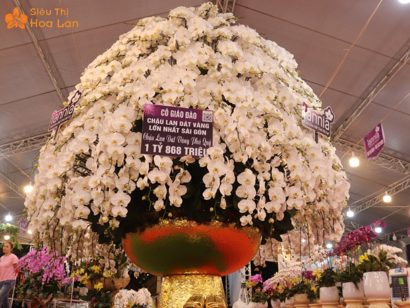 Những Chậu Lan Hồ Điệp Lớn Nhất Việt Nam Đính Kim Cương Gây Xôn Xao hoa lan hồ điệp Phú Quý