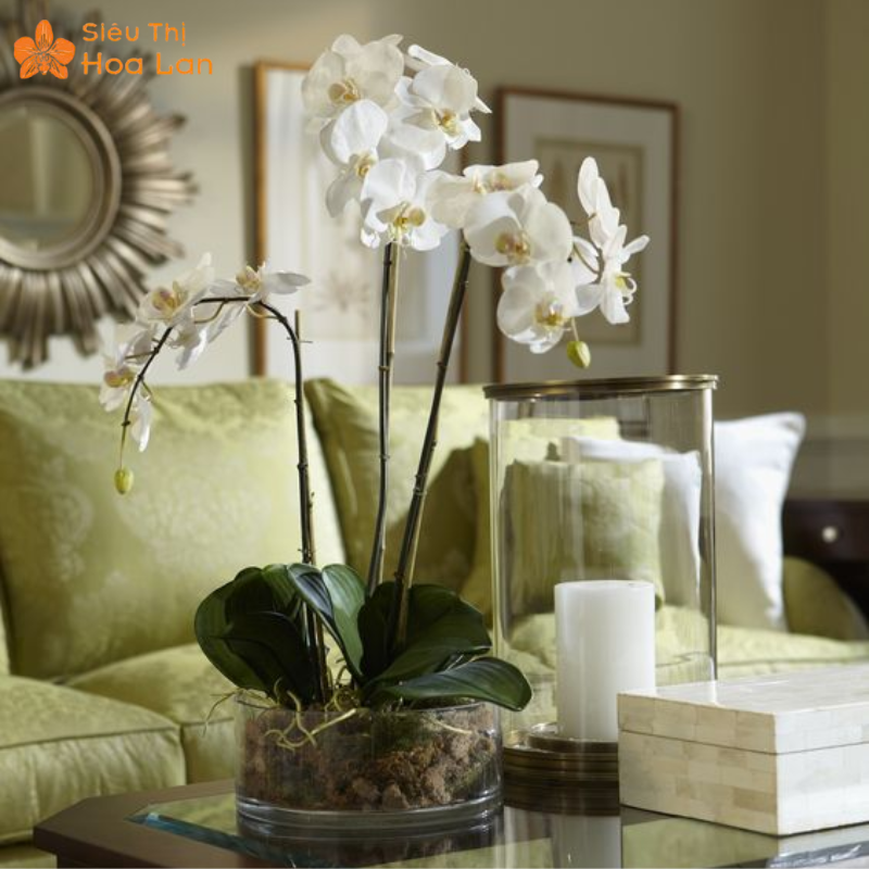Công Dụng Của Cây Lan Hồ Điệp Với Sức Khỏe Và Ý Nghĩa Phong Thủy Công dụng của lan hồ điệp giúp thư giãn