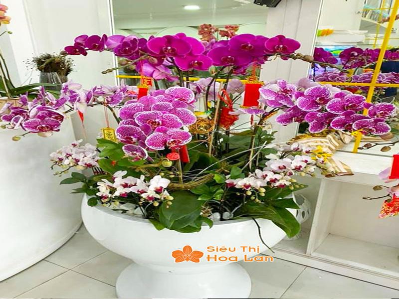 Phân Loại Các Loại Lan Hồ Điệp Phổ Biến Và Cách Chăm Sóc Cây Tươi Tốt Hoa hồ điệp tím lãng mạn