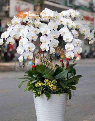 Hướng Dẫn Cắm Lan Hồ Điệp Trang Trí Phòng Khách Tinh Tế Và Sang Trọng Mẫu cắm hoa lan hồ điệp trắng