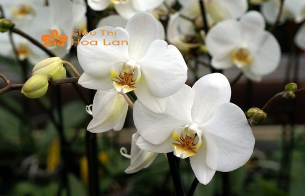 Các Mẫu Cây Hoa Lan Trắng Sang Trọng, Ý Nghĩa Và Cách Chăm Sóc Tại Nhà đặc điểm cây hoa lan trắng