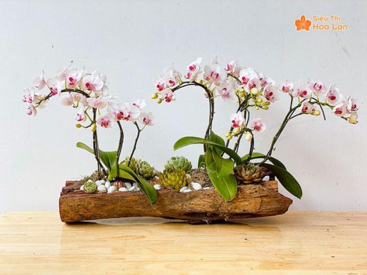 Phân Loại Các Loại Lan Hồ Điệp Phổ Biến Và Cách Chăm Sóc Cây Tươi Tốt Màu sắc đa dạng hoa lan