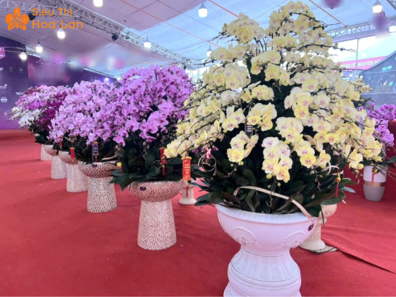Những Chậu Lan Hồ Điệp Lớn Nhất Việt Nam Đính Kim Cương Gây Xôn Xao xu hướng lan hồ điệp dịp Tết