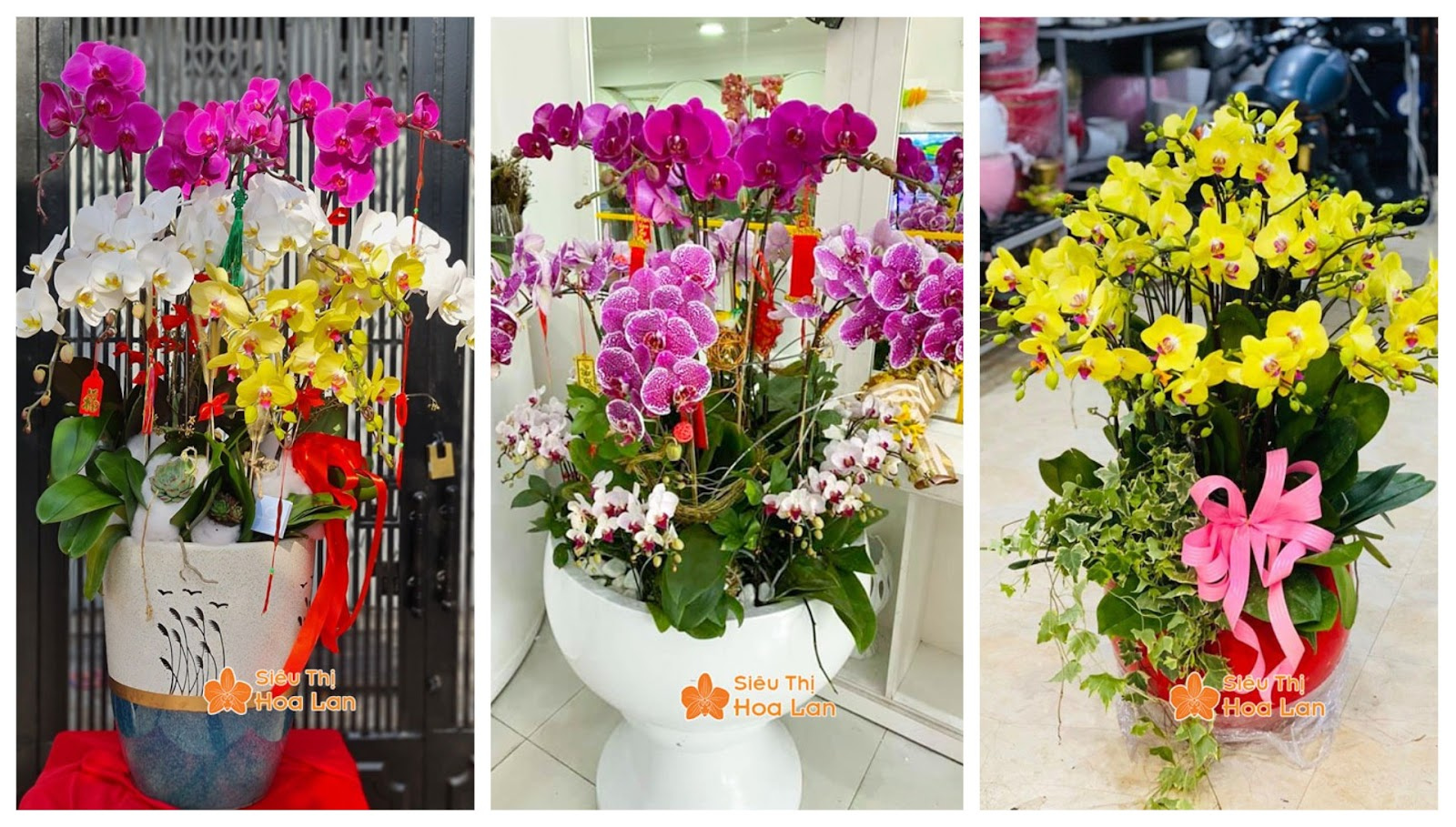 Lan Hồ Điệp Mini 2 Tầng Chậu lan cho dịp lễ
