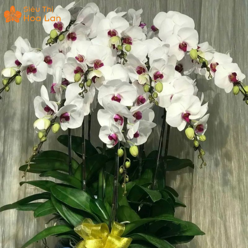 Giá Chậu Lan Hồ Điệp 20 Cành ghép hoa hồ điệp 20 cành