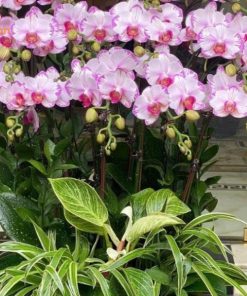 Lan Hồ Điệp Tím 50 Cành Chậu lan hồ điệp thanh cao