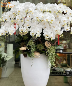 chậu hoa hồ điệp 20 cành
