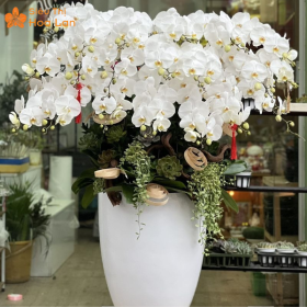 Giá Chậu Lan Hồ Điệp 20 Cành Giá Chậu Lan Hồ Điệp 20 Cành