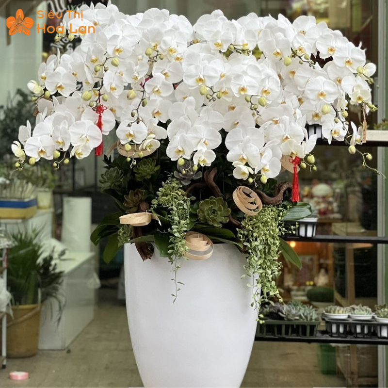 Giá Chậu Lan Hồ Điệp 20 Cành chậu hoa hồ điệp 20 cành