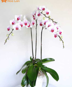 Mua hoa lan trắng tím uy tín