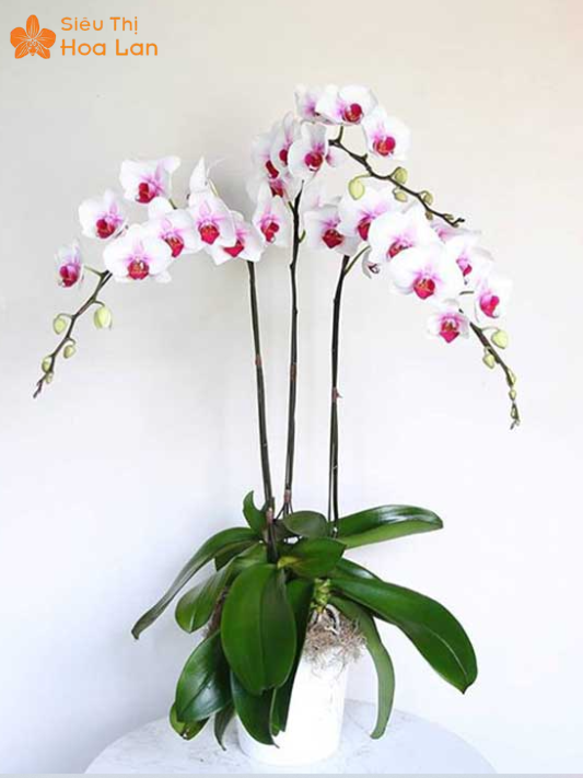 Hoa Lan Tím Trắng Mua hoa lan trắng tím uy tín