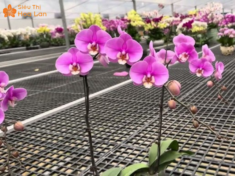 Hồ Điệp Hồng Anna Siêu Bông Vẻ Đẹp Sang Trọng, Quý Phái Tại TPHCM loài hoa hồ điệp hồng anna