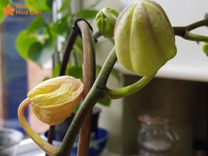 Lan Hồ Điệp Bị Vàng Nụ Dấu Hiện, Nguyên Nhân Và Cách Chăm Sóc Hiệu Quả Thay chậu lan hồ điệp