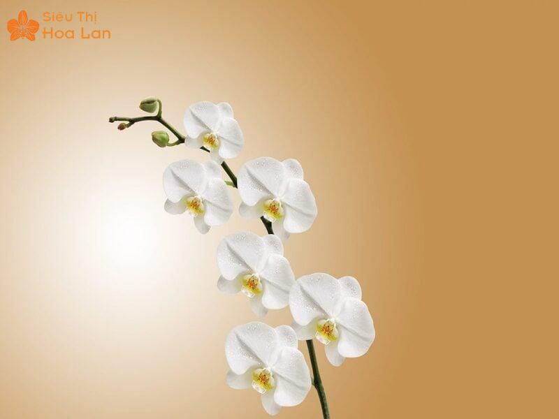 Lan Hồ Điệp Bị Vàng Nụ Dấu Hiện, Nguyên Nhân Và Cách Chăm Sóc Hiệu Quả Khắc phục hoa lan hồ điệp vàng nụ