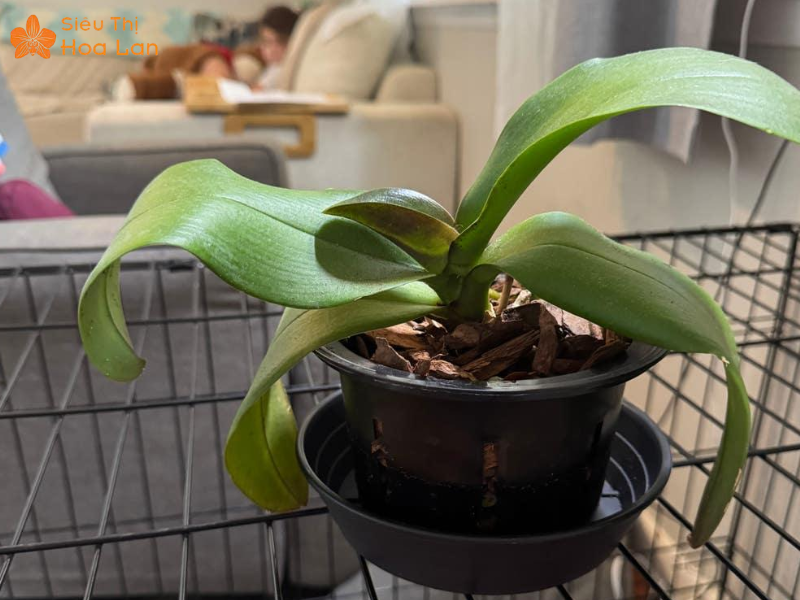 Lan Hồ Điệp Bị Vàng Nụ Dấu Hiện, Nguyên Nhân Và Cách Chăm Sóc Hiệu Quả Thay chậu đúng cách cho lan