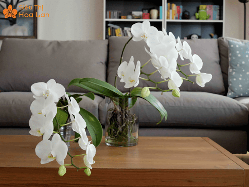 Lan Hồ Điệp Bị Vàng Nụ Dấu Hiện, Nguyên Nhân Và Cách Chăm Sóc Hiệu Quả chăm sóc lan hồ điệp đúng cách