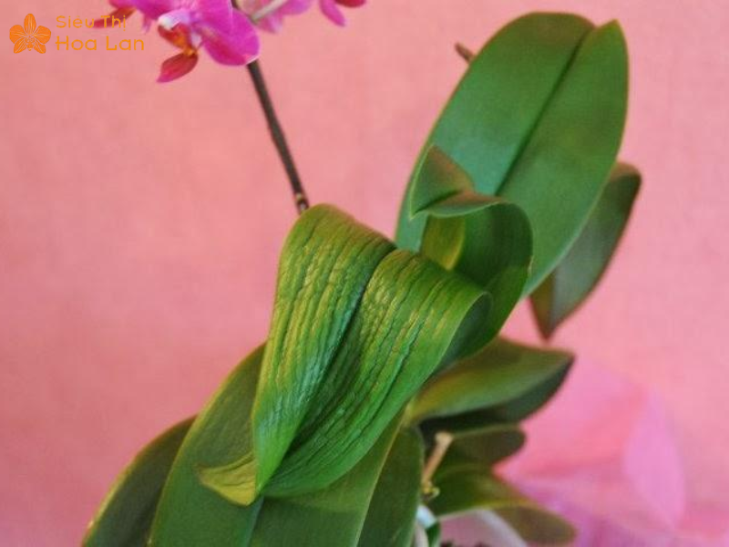 Lan Hồ Điệp Bị Nứt Lá Nguyên Nhân, Cách Nhận Diện Và Chăm Sóc Tại Nhà Lan hồ điệp thiếu nước
